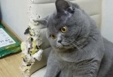  下班回家没见着蓝猫,推开门它蹲在椅子上,看到这幕主人虎躯一震