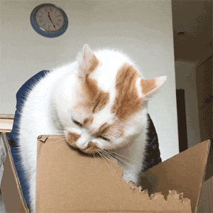  千万别惹猫咪生气,因为一旦生气,你哄都哄不好