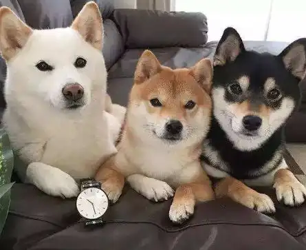  柴犬耳朵大就一定是广西土猎串吗不他可能在尴尬期