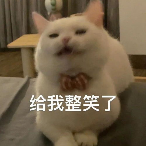  表情包美就对了,钱算个屁