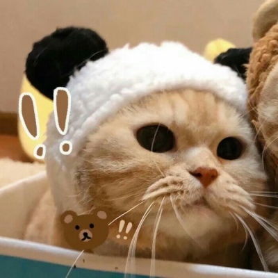 情侣猫咪头像超萌情头