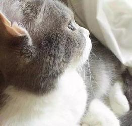  猫咪用深邃的目光注视着窗外,被这胖嘟嘟的侧颜给撩了,美呆了