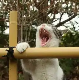  岛国摄影师拍摄的一组流浪猫日常,每一只都好有戏