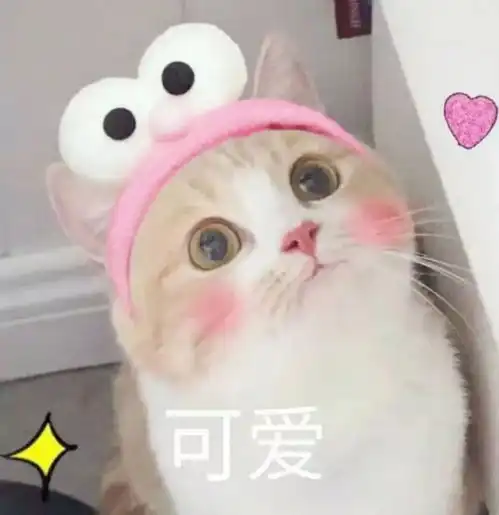  情人节特辑一个人或两个人,这个情人节都应该是幸福的模样