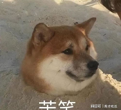  狗狗心脏病,如何才能早期发现