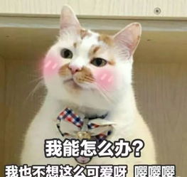  这是一条合集推文