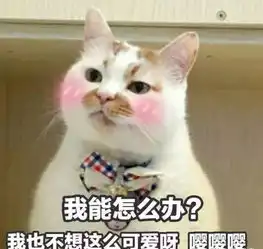 撒娇的表情包视频猫咪