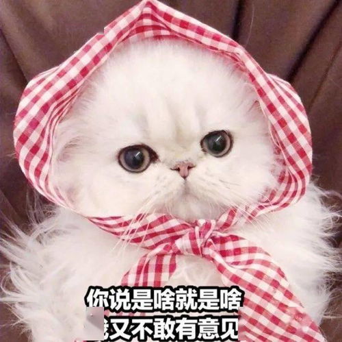  可爱的猫咪表情大全,请收藏备用