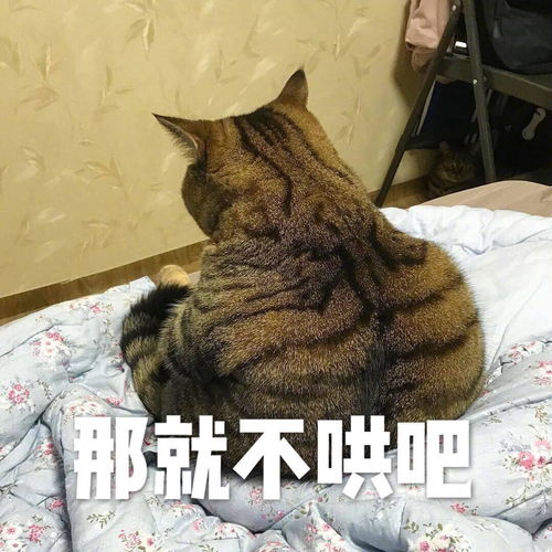  猫咪会记仇报复吗