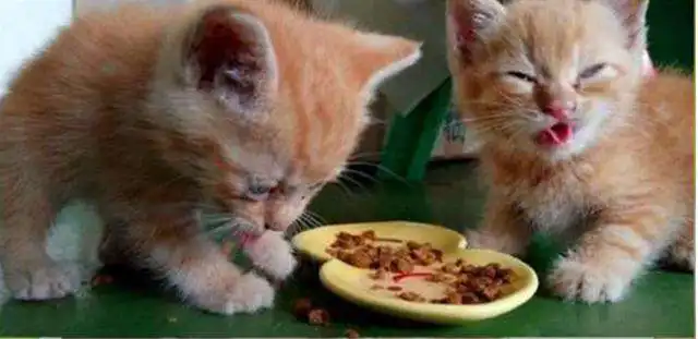 想吃小孩猫咪表情包小鱼