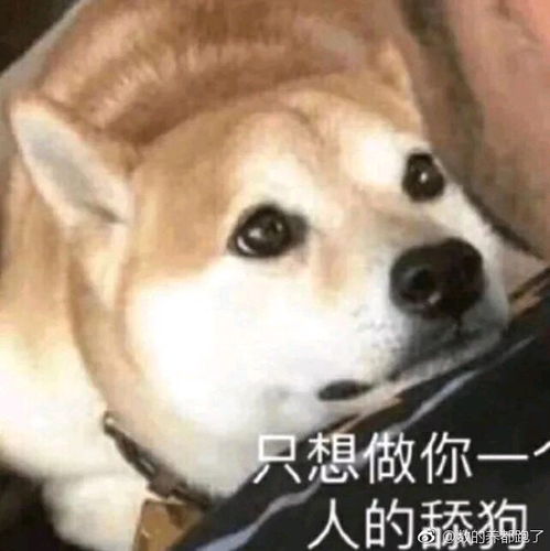 闭嘴的表情包一条狗不要