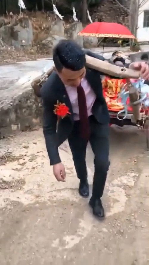  独一无二的婚车,牛拉新娘
