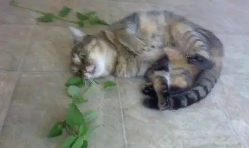 打滚表情包猫猫猫薄荷