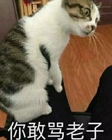  为什么很多人聊天都喜欢用猫咪表情包附最全猫咪表情包