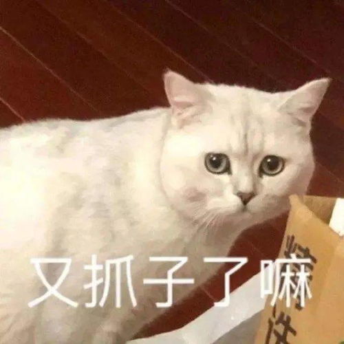  表情包毕竟你是太阳不是我一个人的光