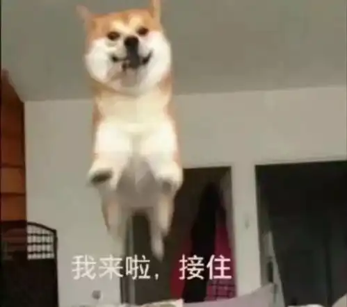 稳稳的接住柴犬表情包去