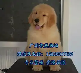  佛山市宝盈广场哪里有卖狗的南海区哪里有狗买