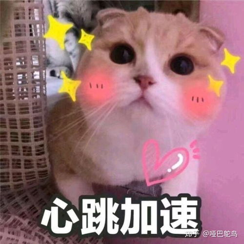 放大招表情包味儿