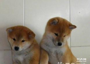  免费赠送家里秋田幼犬因工作原因不能照顾求爱狗人收养