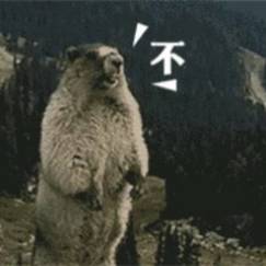 土拨鼠咆哮表情包