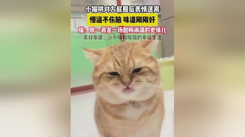  小猫咪哄同伴屁股后表情迷离,懵逼不伤脑,味道刚刚好