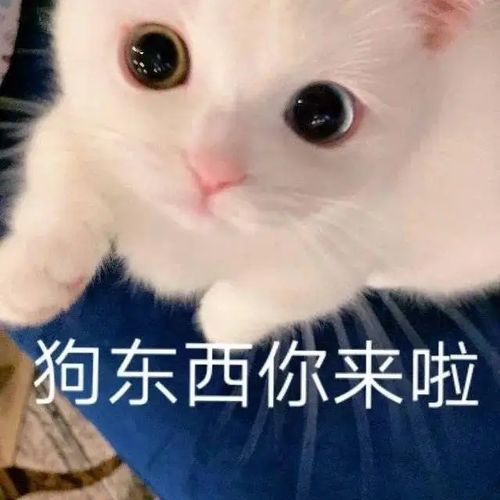  社畜猫猫表情包
