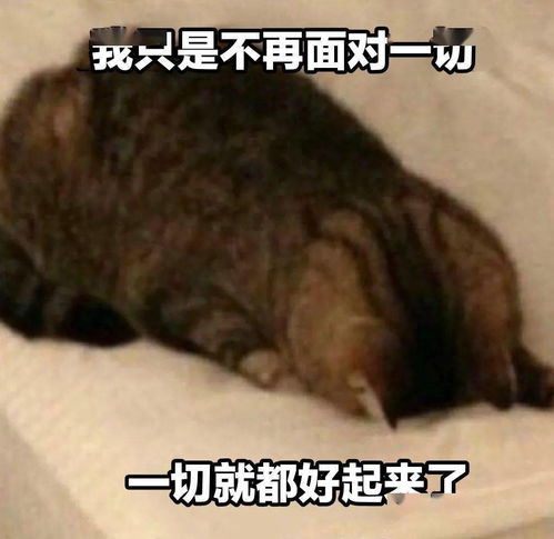  奇怪的猫猫表情增加了