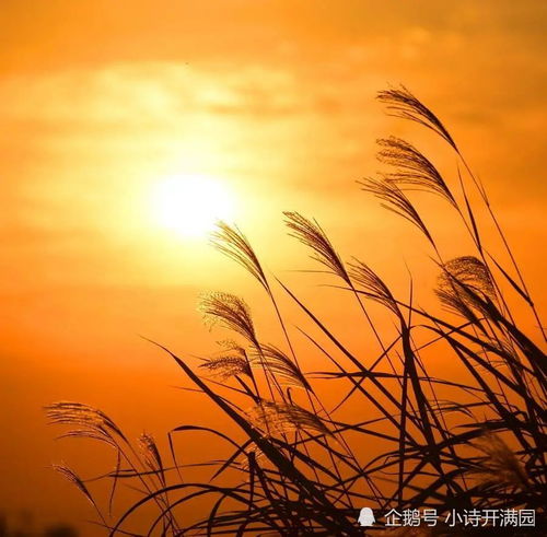  仙人掌的爱情