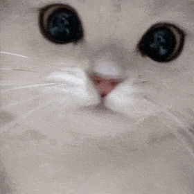 妹子带猫看兽医,拿到一个本本,打开一看差点哭死