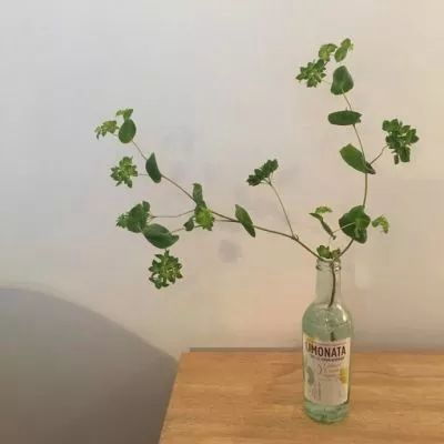  2023最新简约绿植风景头像