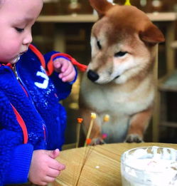  激萌品咖啡吃甜点撸柴无锡这家柴犬咖啡馆,分分钟撸出512g表情包