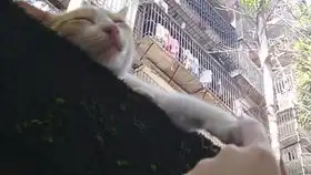  华农兄弟这只垂耳兔好像中暑了,没办法,只能拿给王境泽吃了