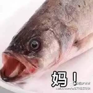  网红丨这条鱼彻底火了看这孩子的后脑勺,隔着屏幕都感到一丝绝望