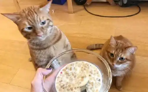  橘猫眼馋主人的早餐,但让它尝的时候却一脸嫌弃,这表情太浮夸