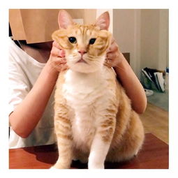  从这只橘猫的表情里,我看出了什么叫生无可恋