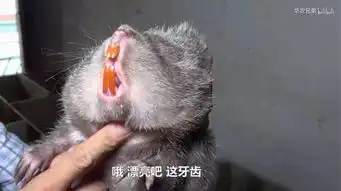  漫画科普接吻与健康的关系