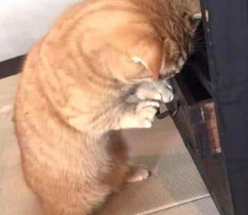  猫咪有多喜欢吃鱼干橘猫自己偷鱼干吃,蓝猫吃到鱼干都激动哭了