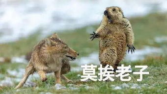  中国人拍的土拨鼠表情包获国际大奖引各路大神疯狂p图