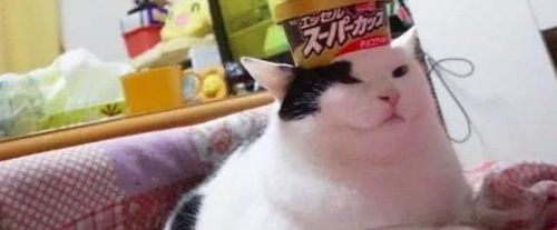  猫咪头顶8盒冰淇淋表情依旧淡定,主人表示已服