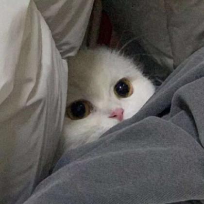  宠物头像可爱图片,最适合爱狗爱猫的人士了