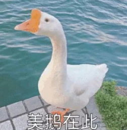  我为什么要减肥,又不是吃不起