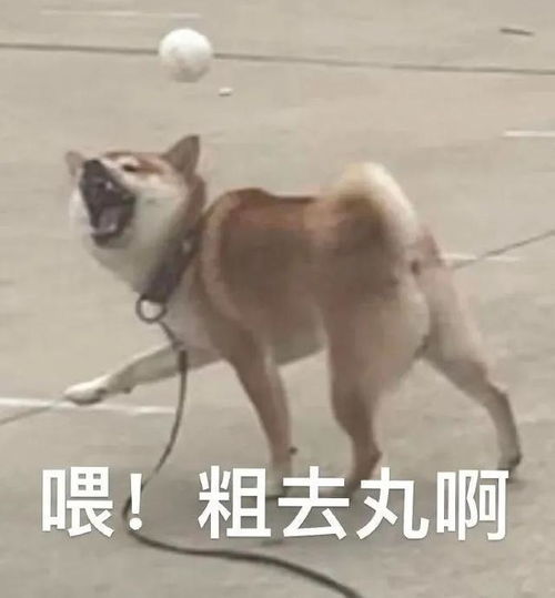  表情包总有新故事值得盼望