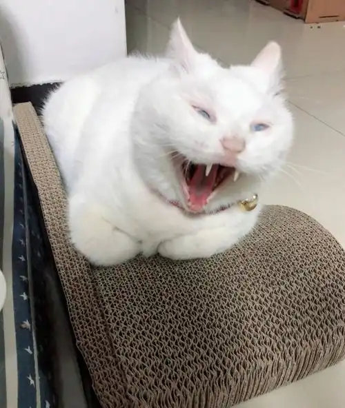  高冷猫咪合集恶龙咆哮,猫咪简直就是上天送给我们的天使