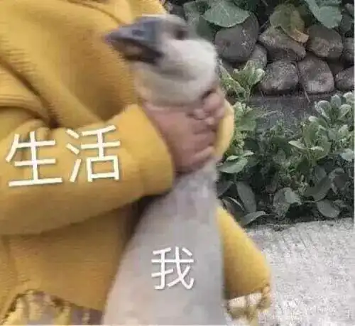  紧急通知这些都是忽悠人的个体户不记账避审查你可长点心吧