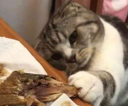  喵星人生病期间正好看到铲屎官在吃肉,在旁边委屈得眼泪快要掉下来
