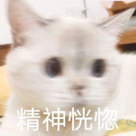  网红猫咪猫咪臭娜娜表情包八
