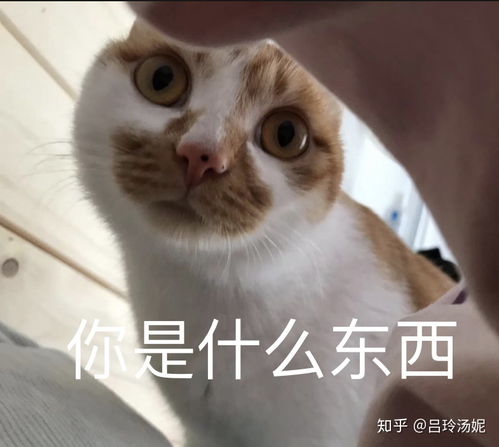  有没有沙雕橘猫的头像或表情包