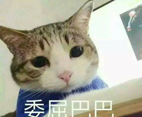  求另一张表情包