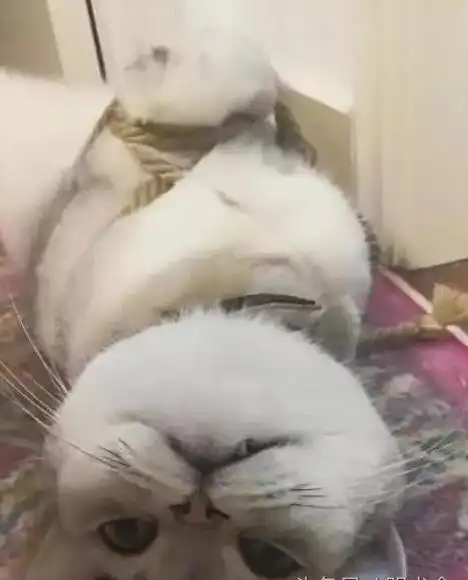  网友把犯错的猫咪五花大绑,可是那个小眼神儿是怎么一回事