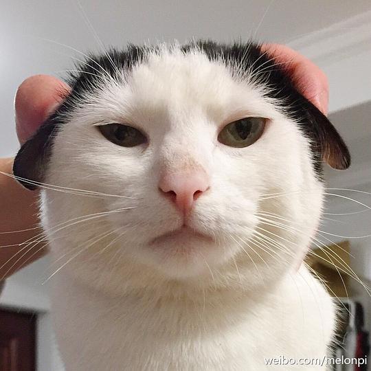  玫瑰沾白糖的相册天使猫猫的表情包